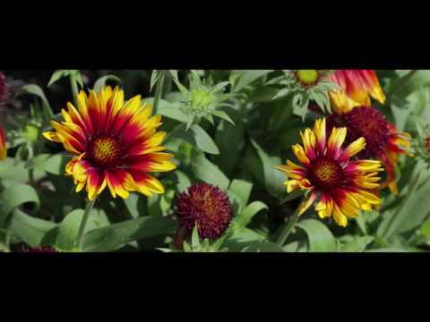 38 Upland Road, Remuera - Property by Tanya Kwasza