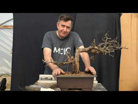 Improving the success of collected Yamadori Part 1