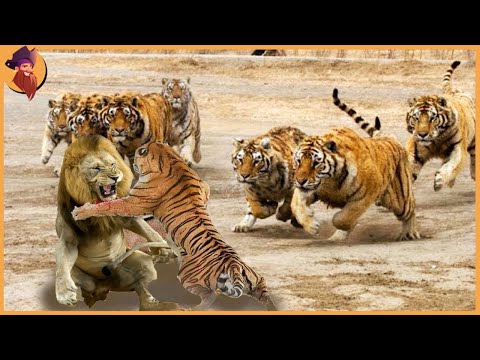 15 Unglaubliche Rudeljäger Und Verteidiger