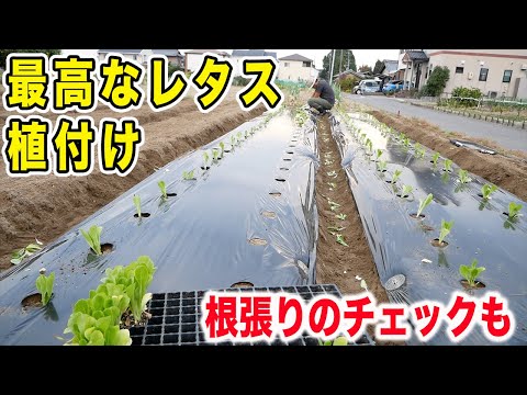 ロメイン・レタス 植物