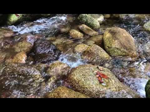 Misty Mountains Rainforest Retreat Free Download for Meditation and Relaxation