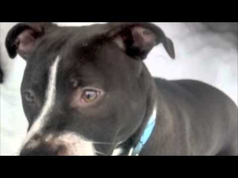 Seeley, an adopted Pit Bull Terrier & American Staffordshire Terrier Mix in Lowell, MA_image-1