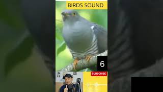 Download lagu Suara burung Kedasih | #7 #birdsounds mp3 Download lagu Suara burung Kedasih | #7 #birdsounds mp3