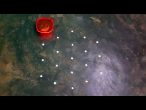 ugadhi special kolam/panguni madham kolam/flower padi kolam/Fridaykolam/srinithi kolam