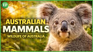 Australian Mammals 4K: Koalas, Kangaroos, Echidnas & More | Wildlife of Australia