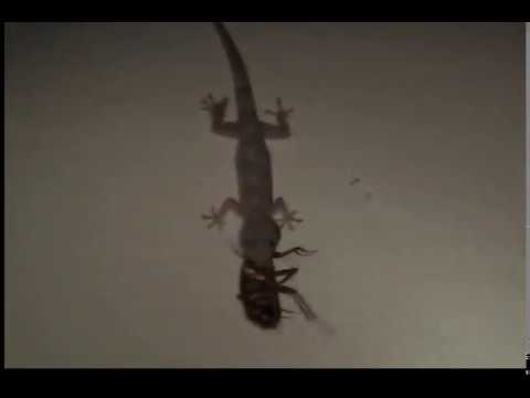 lagartixa comeu barata nojenta