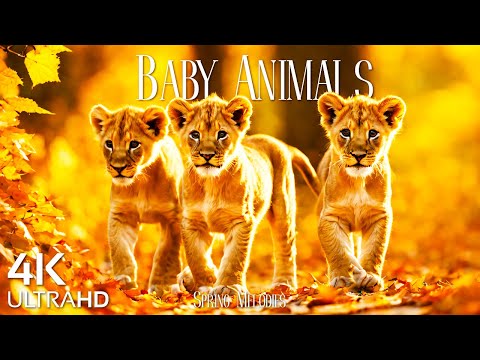 Baby Animals 4K UltraHD - Cute Animals - Autumn Wild Baby Animals With Beautiful Relaxing Music