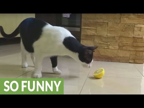 Cat hilariously confused by lemon slice