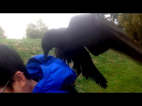 Scary encounter: B.C. man records his crazy crow attack