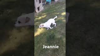 Video preview image #1 Beagle-Chihuahua Mix Puppy For Sale in Lincolnwood, IL, USA