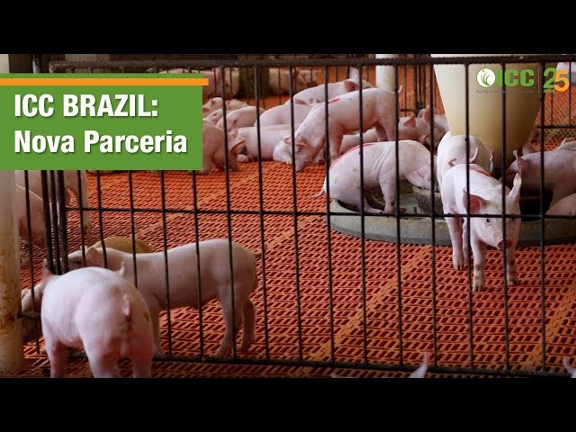 ICC Brazil firma parceria com granja comercial de suínos