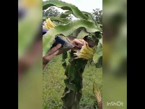 Coleta de pólen da flor da Pitaya