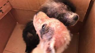 Homeless Meximutt makes his way to the Puppy Bowl!!!!!