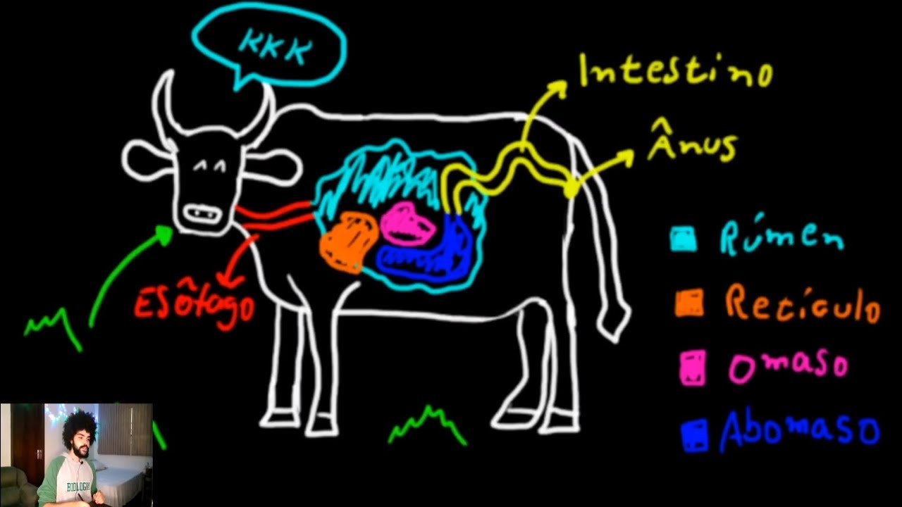 MAMÍFEROS: Sistema Digestório