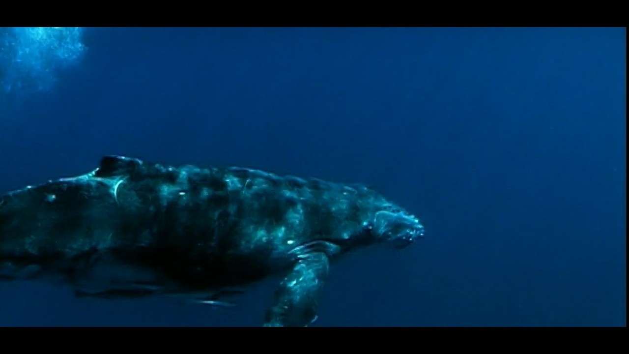 Giants of Tonga