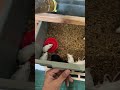 My colony breeding set up for mice - 2 Male 8 Female | WA 082137374647 | @Reptilezoy