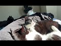 Tuxedo Cat Fight With Terrible Narration