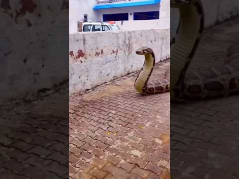 THE LARGEST SNAKE IN THE WORLD #shorts