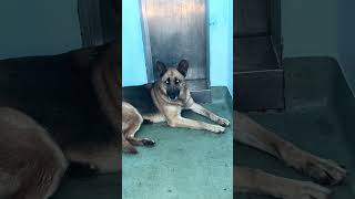 Video preview image #1 German Shepherd Dog Puppy For Sale in Pasadena, CA, USA