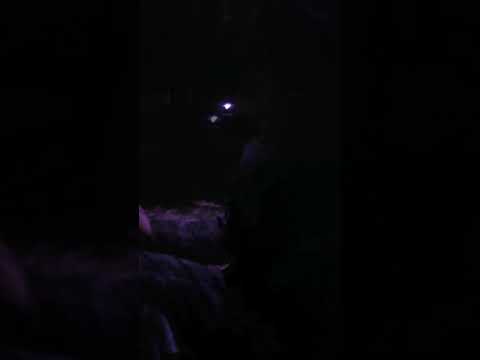 Free zaino vs Decibel 🔞☢️