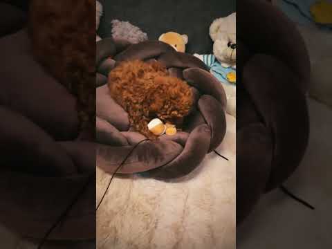 Perros Caniche Toy en venta