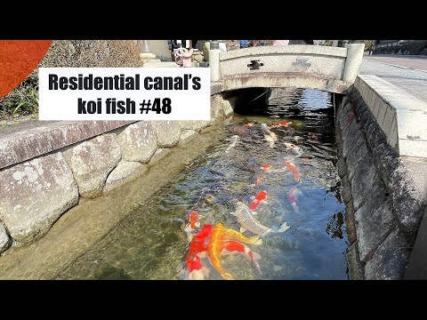 bassin-carpes-koi-moderne-vue-nuit-coin-salon-plantes-exotiques