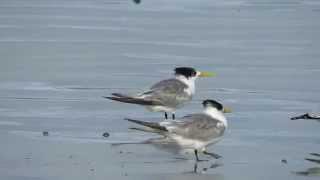 preview picture of video 'Crested Tern - [Thalasseus bergii]'