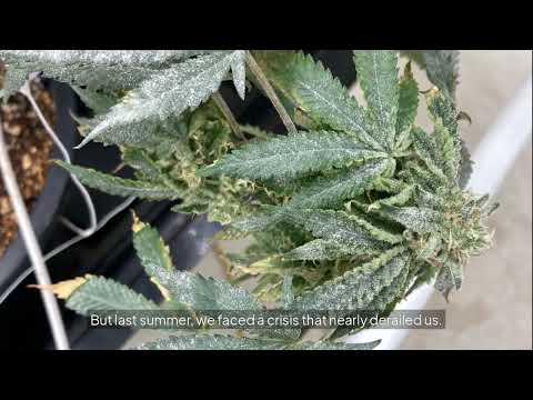 Mildew, Mold, Bud Rot? Here's What Saved This Cannabis Grow