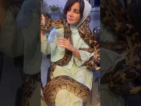 Snakes of Rabi Pirzada