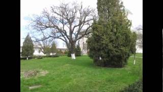 preview picture of video 'Manastirea Cernica + Arbore secular'
