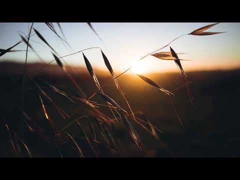 Sunset breeze