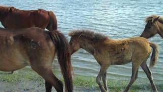 Wild Horses of Shackleford Banks