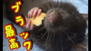 ファンシーラット、ブラックセルフが大好きすぎたせいで・・・うちのラットはみんな(ゆっくり実況音声あり)
