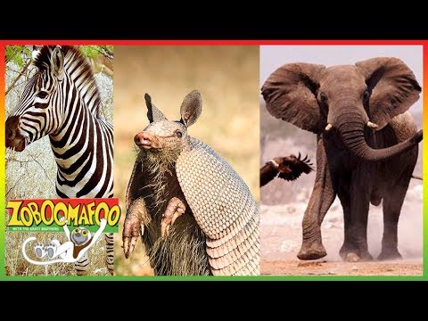 🐵 Zoboomafoo | NEW HD Compilation | 1+ Hours | Animal Shows for Kids 🐵