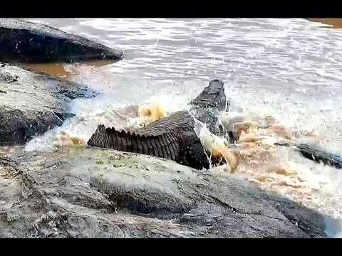 Hippos chase crocodile off.  Africa Animals cam. 13 August 2019
