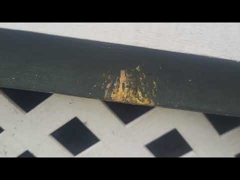 Carpenter Bees Found Under Porch in Avenel, NJ