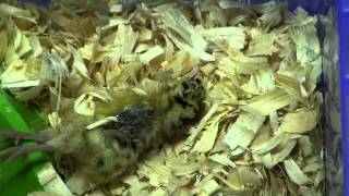 preview picture of video 'DON'T BUY Golden Pencil Hamburg chicks fm Atwoods.  All died this morning. Other variety still alive'