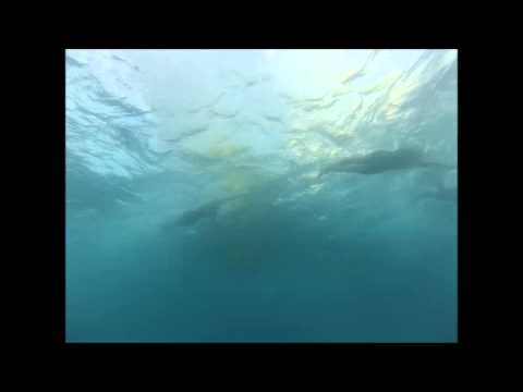 2014 Alanya ITU Triathlon World Cup - Swim