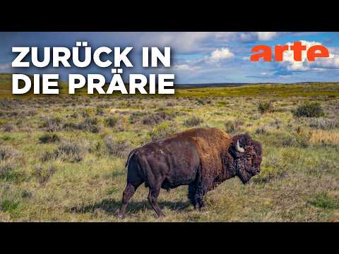 Rückkehr eines Symboltiers - Der Amerikanische Bison (2/2) | Doku HD Reupload | ARTE