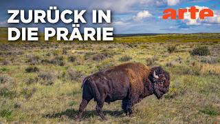 Rückkehr eines Symboltiers - Der Amerikanische Bison (2/2) | Doku HD Reupload | ARTE