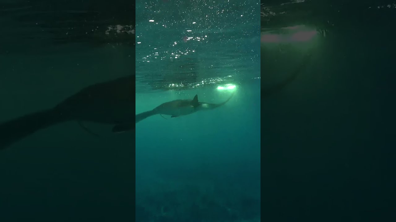 Reef Manta Rays Feeding on Plankton