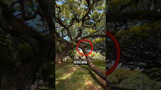 Você usaria esse banheiro novamente? #shorts #tarzan #engraçado #meme
