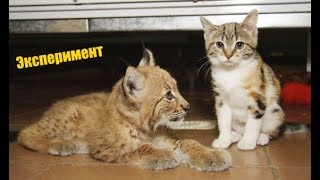 Люди подсадили домашнего котенка к дикой рыси. Вот что из этого получилось! (2019)