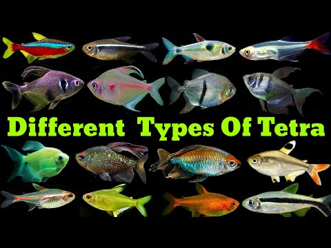 Different Types Of Tetra Fish | Tetra Fish Varieties