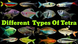 Different Types Of Tetra Fish  Tetra Fish Varietie