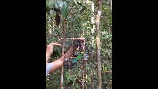 Download lagu trik pikat!!! menangkap cucak ranting pake tangan,burungnya emosi terus mp3