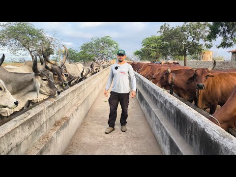 FAZENDA CARNAÚBA DIA D EDIÇÃO 2026