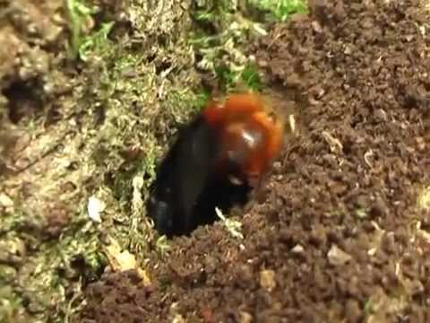 Big Bumble Bee (insect) in Sweet Chestnut (queen bombus lapidarius)