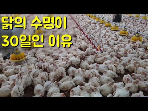 , title : '닭을 빨리 살찌우기 위해서 4시간에 한번씩 하는 일 [치킨의 일생] 1부'