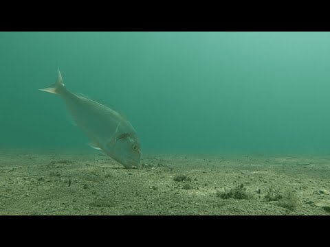 Podvodna snimka_Orada i volak